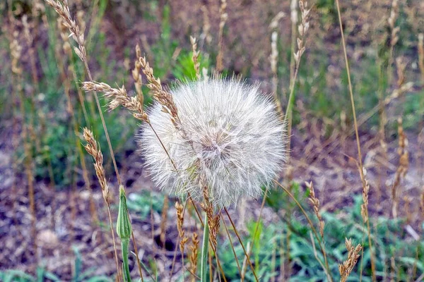 One White Large Dandelion Dry Gray Green Grass Nature — Foto de Stock