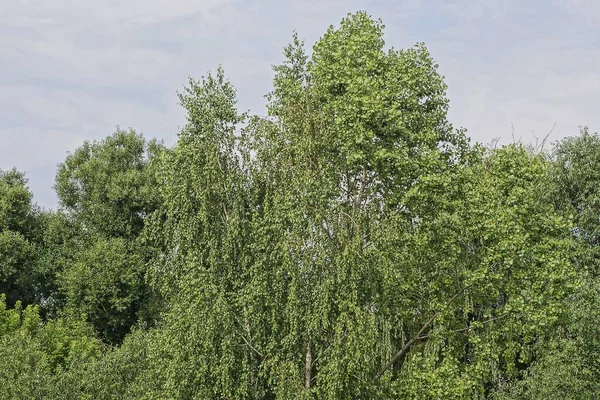 Green Tops Deciduous Trees Bushes Nature Gray Summer Sky — Foto Stock