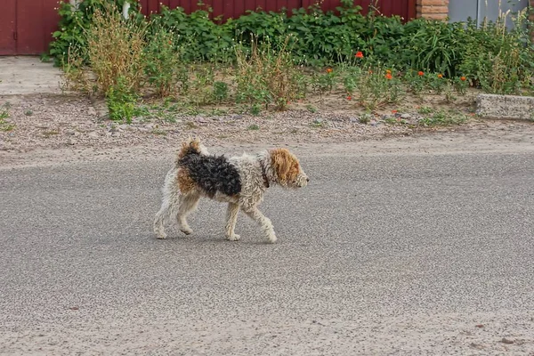 One Curly Spotted Airedale Terrier Dog Stands Gray Asphalt Road — Foto de Stock