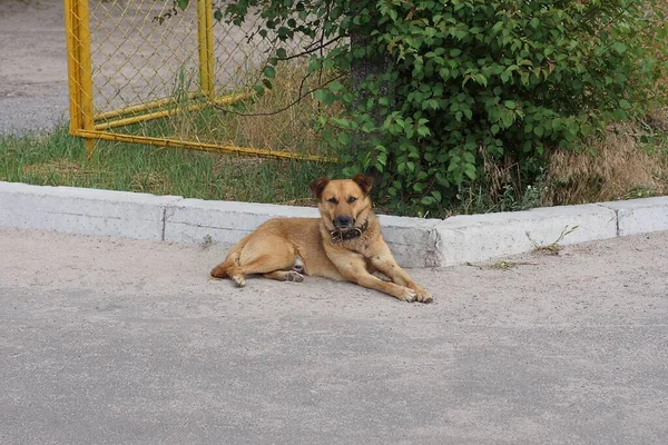 One Large Stray Brown Dog Lies Looks Gray Asphalt Road — Photo