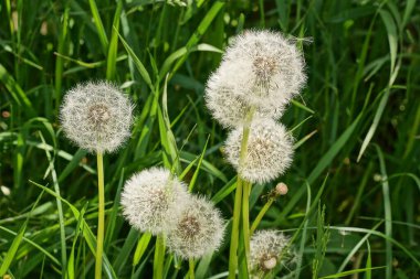 Yaz parkındaki yeşil çimlerin arasında bir sürü küçük beyaz karahindiba
