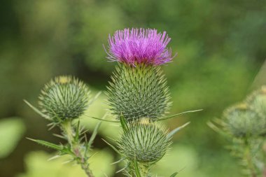 big prickly green purple burdock flower on the stalk in the park