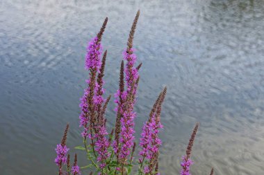 Gölün kıyısındaki yeşil bitki örtüsündeki uzun mor yabani çiçekler gri suyun arka planına karşıdır.
