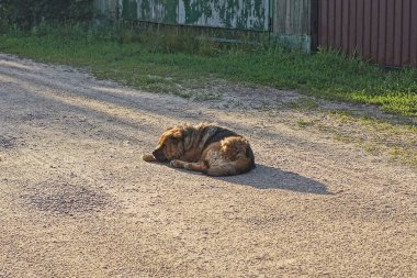 Büyük, yaşlı, kahverengi bir sokak köpeği yoldaki gri asfaltta yatıyor.