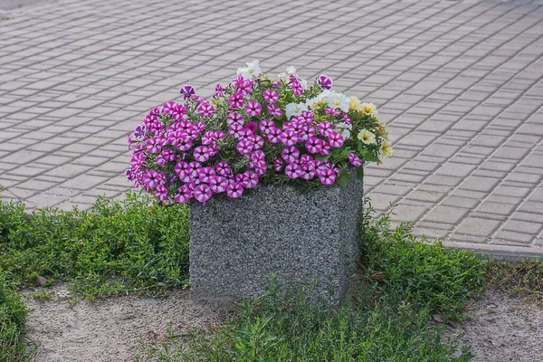 One Square Gray Concrete Flowerpot Purple White Flowers Stands Ground —  Fotos de Stock