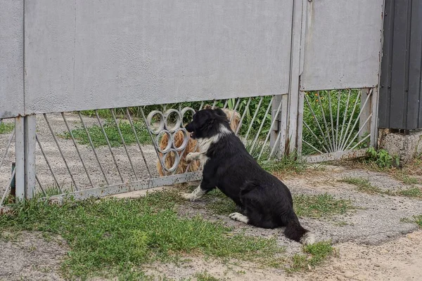 One Spotted Stray Dog Sits Looks Ground Green Grass Street — Stok fotoğraf