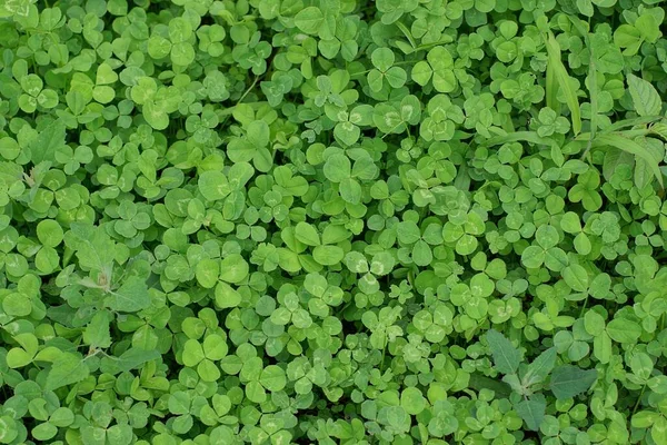 natural plant green background of small wild clover in nature