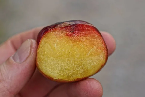 Fingers Hand Holds Piece One Fresh Ripe Red Yellow Plum — Stockfoto