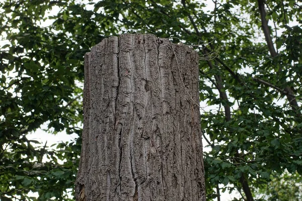 One Large Gray Poplar Tree Background Green Vegetation Nature — Foto de Stock