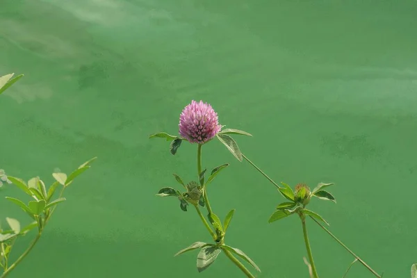 one red wild clover flower on a plant stem with leaves in nature on the lake against the backdrop of green water