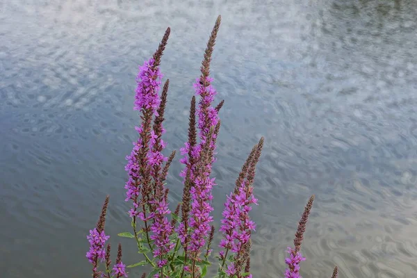 Mnoho Dlouhých Fialových Divokých Květin Zelené Vegetaci Břehu Jezera Pozadí — Stock fotografie