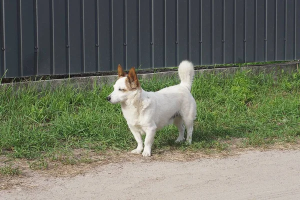 One Small White Dog Stands Damp Ground Green Grass Street — Φωτογραφία Αρχείου