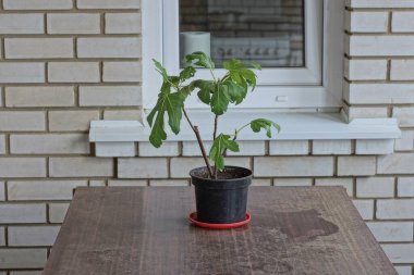 one black plastic flowerpot with a green ornamental plant stands on a brown wooden table outside against a white brick wall with a window