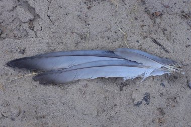 three black gray bird feathers lie on the sand in the street