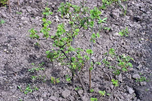 One Small Raspberry Bush Green Leaves Gray Ground Spring Garden — Stock Photo, Image