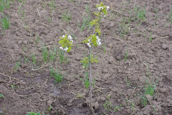 a small sprout of a cherry tree with white flowers and green leaves in a gray ground in a spring garden