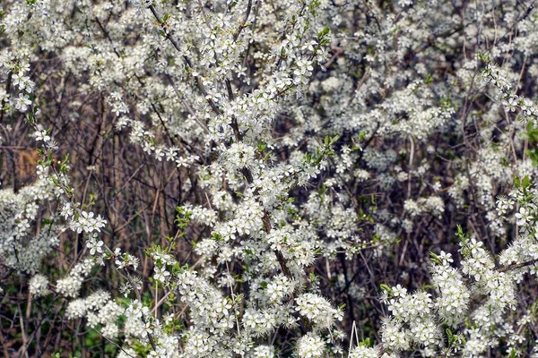 Many White Small Flowers Branches Cherry Tree Spring Garden — Φωτογραφία Αρχείου