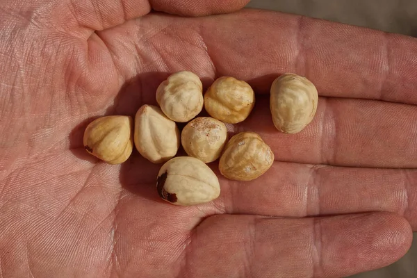 Meal Many Nuts Hazelnuts Lies Open Palm Hand — Fotografia de Stock