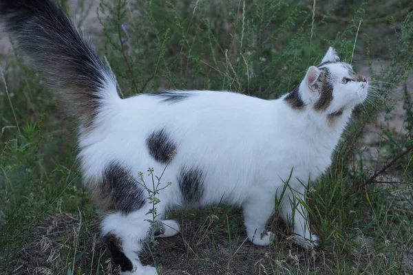 One Fluffy Spotted Cat Stands Gray Ground Green Grass Street — Photo