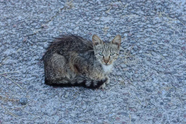 One Stray Little Kitten Sits Looks Asphalt Road Street — Foto de Stock