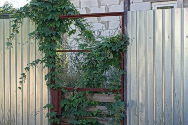 brown rusty iron door on a gray metal fence wall overgrown with green vegetation on a rural street