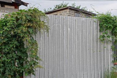 part of a gray iron fence wall overgrown with green vegetation on the street