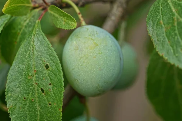 One Green Plum Fruit Hanging Tree Branch Leaves Summer Garden — Fotografia de Stock