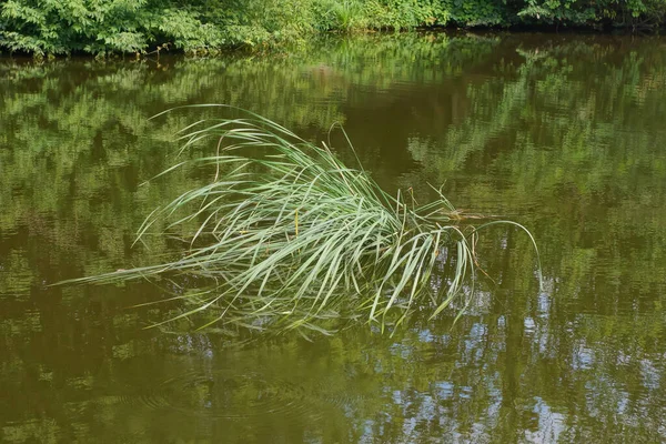 long green leaves of a reed plant in the water of a lake in nature