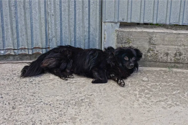One Black Stray Dog Lies Gray Asphalt Metal Wall Fence — Foto de Stock