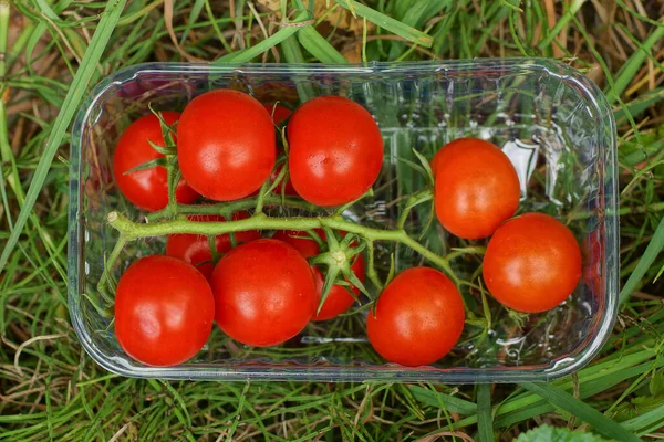 Red Ripe Tomatoes Branch Lie White Transparent Plastic Box Green — Stock Fotó