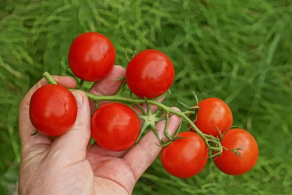Hand Holds Ripe Tomatoes Branch Background Green Grass Garden — Fotografia de Stock