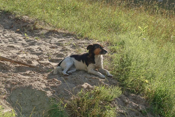 One Spotted Stray Dog Lies Looks Green Grass Gray Earth — Fotografia de Stock