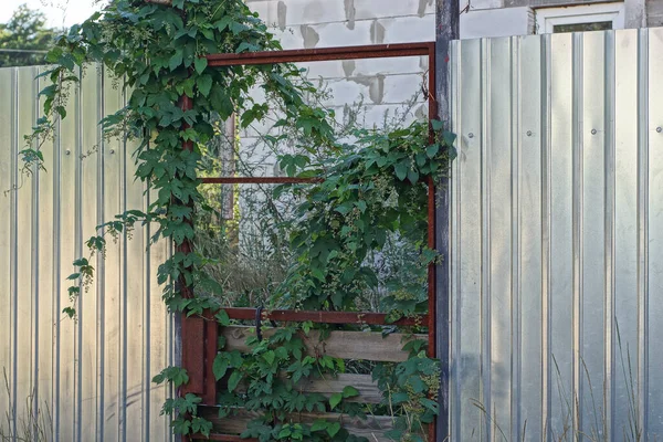 brown rusty iron door on a gray metal fence wall overgrown with green vegetation on a rural street