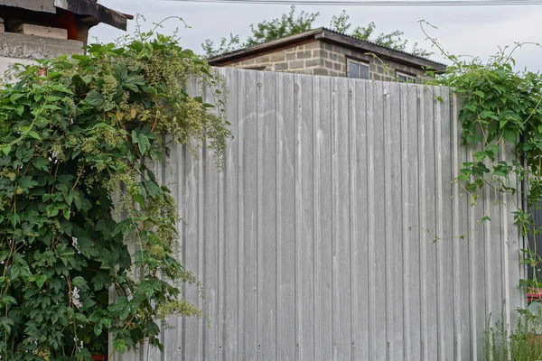 part of a gray iron fence wall overgrown with green vegetation on the street