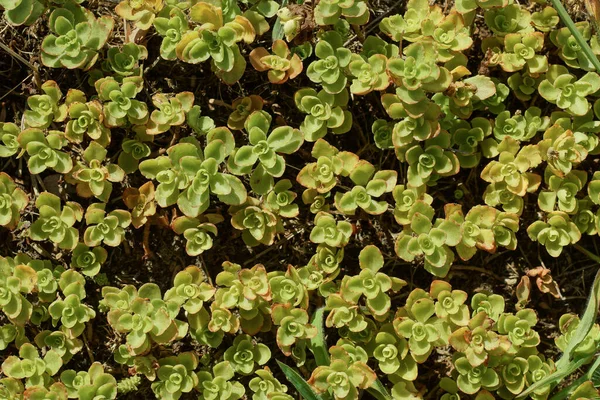 natural plant green texture of small wild plants in nature