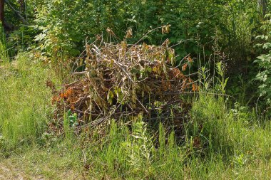 a bunch of dry gray thin branches and brown leaves in green grass in nature
