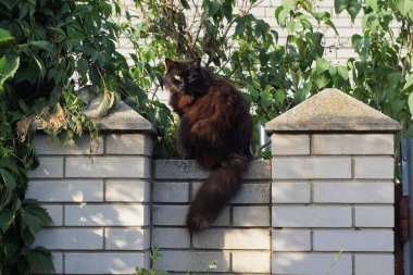 one big black fluffy cat sits on a white brick wall of a fence in green vegetation on the street