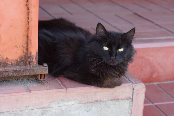 One Black Stray Fluffy Cat Lies Brown Sidewalk Wall Street — Stockfoto