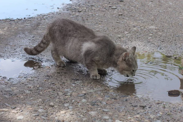 One Big Gray Stray Cat Drinks Dirty Water Puddle Ground — Zdjęcie stockowe