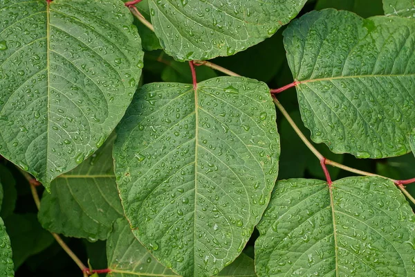 natural plant texture of large green leaves on a branch of a wild tree in water drops in nature