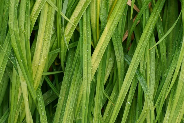 Naturlig Växtstruktur Grönt Långt Gräs Med Droppar Vatten Efter Regn — Stockfoto