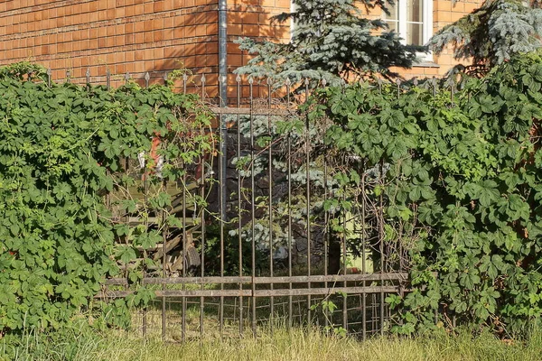 Part Black Metal Fence Wall Made Iron Rods Overgrown Green — Stockfoto