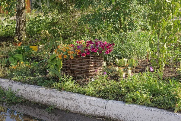 Red Yellow Flowers Brown Wicker Basket Flowerpot Stands Green Grass — Stockfoto