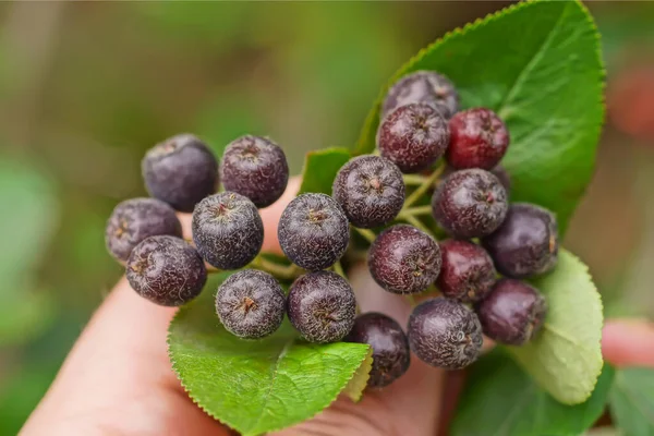 Hand Holding Black Red Unripe Berries Thin Branch Bush Green — 스톡 사진