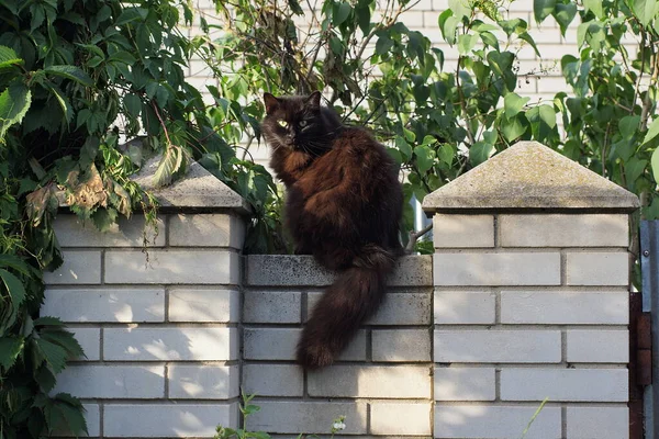 One Big Black Fluffy Cat Sits White Brick Wall Fence — Stockfoto