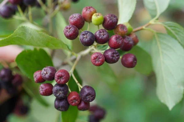 Black Red Unripe Berries Thin Branch Bush Green Leaves Nature — Photo