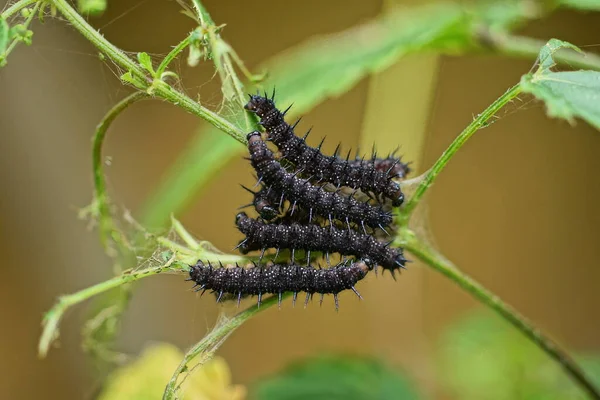 Four Black Caterpillars Green Plant Stem Nature — Stockfoto