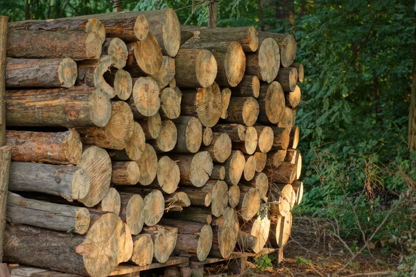 Pile Cut Logs Trees Pines Nature Forest — Fotografia de Stock