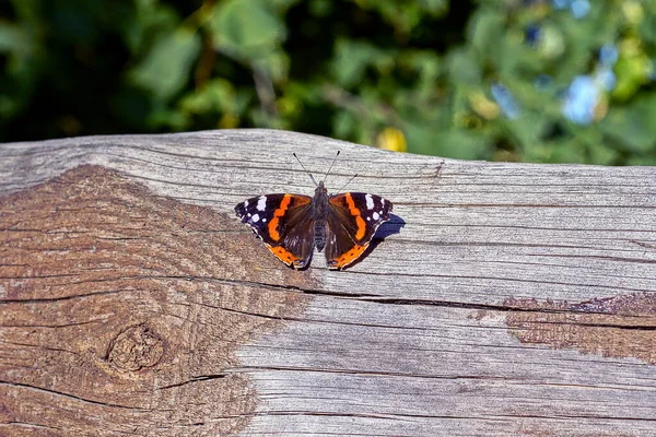 one colored butterfly sits on a gray wooden board on the street against the background of green vegetation