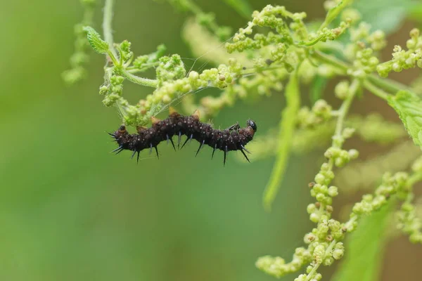 One Black Caterpillar Sits Green Stem Wild Plant Nature — Stockfoto